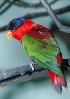 Lorius domicellus - Purple-naped Lory