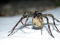 Image of: Dolomedes tenebrosus