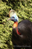 Casuarius unappendiculatus - Northern Cassowary