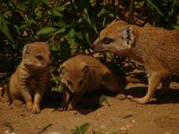 Cynictis penicillata - Yellow Mongoose