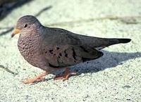 Image of: Columbina passerina (common ground-dove)