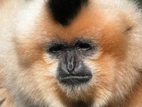 Hylobates gabriellae - Yellow-cheeked Gibbon