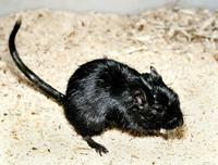 Meriones unguiculatus - Mongolian Jird
