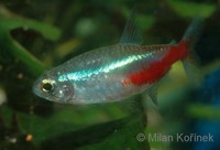 Paracheirodon innesi - Neon Tetra