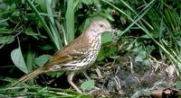 Image of: Toxostoma rufum (brown thrasher)