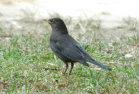 Image of: Turdus merula (common blackbird)