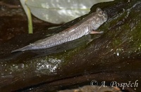 Periophthalmus novemradiatus - Pearse's Mudskipper