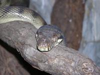 Morelia amethistina - Barneck Scrub Python