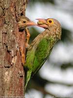Lineated Barbet - Megalaima lineata