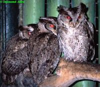 Philippine Scops Owl - Otus megalotis