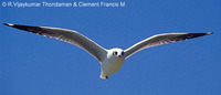 Brown-headed Gull - Larus brunnicephalus