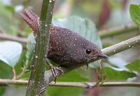 Spotted Wren Babbler - Spelaeornis formosus