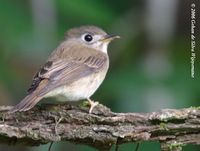 Brown-breasted Flycatcher - Muscicapa muttui