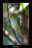 Silvereye