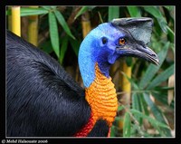 Northern Cassowary - Casuarius unappendiculatus