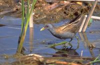 Little Crake - Porzana parva