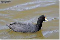 White-winged Coot - Fulica leucoptera