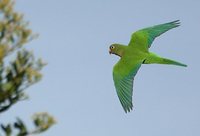 Caatinga Parakeet - Aratinga cactorum