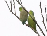 Pacific Parrotlet - Forpus coelestis