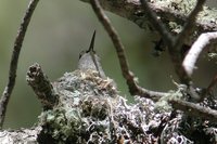 Broad-tailed Hummingbird - Selasphorus platycercus