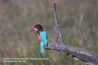 White-throated Kingfisher - Halcyon smyrnensis