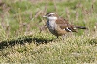 White-winged Cinclodes - Cinclodes atacamensis