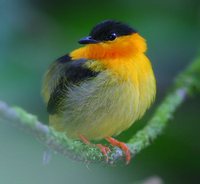 Orange-collared Manakin - Manacus aurantiacus