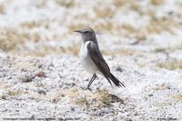 Rufous-naped Ground-Tyrant - Muscisaxicola rufivertex