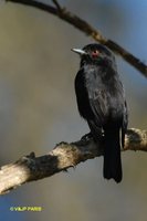 Blue-billed Black-Tyrant - Knipolegus cyanirostris