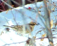 Siberian Accentor - Prunella montanella