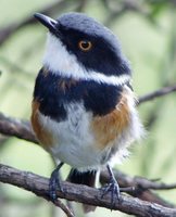 Cape Batis - Batis capensis