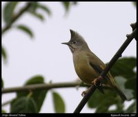 Stripe-throated Yuhina - Yuhina gularis