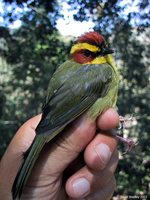 Golden-browed Warbler - Basileuterus belli