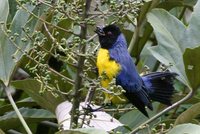 Hooded Mountain-Tanager - Buthraupis montana