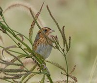 Nelson's Sharp-tailed Sparrow - Ammodramus nelsoni