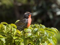 Peruvian Meadowlark - Sturnella bellicosa