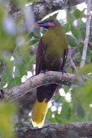 Amazonian Oropendola - Gymnostinops bifasciatus