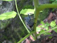 2007. 08. 23 조박사 묘소 입구
