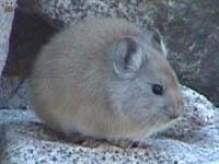 Pamir pika (Ochotona macrotis)