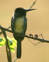 Three-toed Jacamar (??Nick Athanas)