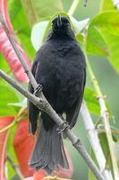 Carbonero - Black Flower-piercer