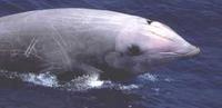 Cuvier's beaked whale