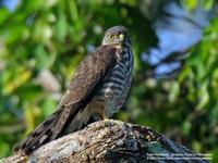 Chinese Goshawk Accipiter soloensis