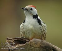 ...Dendrocopos medius a9797 UK: Middle Spotted Woodpecker DE: Mittelspecht FR: Pic mar ES: Pico Med
