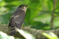 Malaysian Hawk-Cuckoo ( Cuculus fugax )