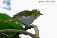 Lowland White-Eye (a near Philippine endemic) Scientific name: Zosterops meyeni