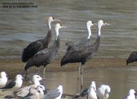 Hooded Crane Grus monacha 흑두루미