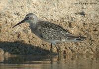 Curlew Sandpiper Calidris ferruginea 붉은갯도요