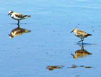 Red-necked Stint