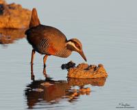 Barred Rail